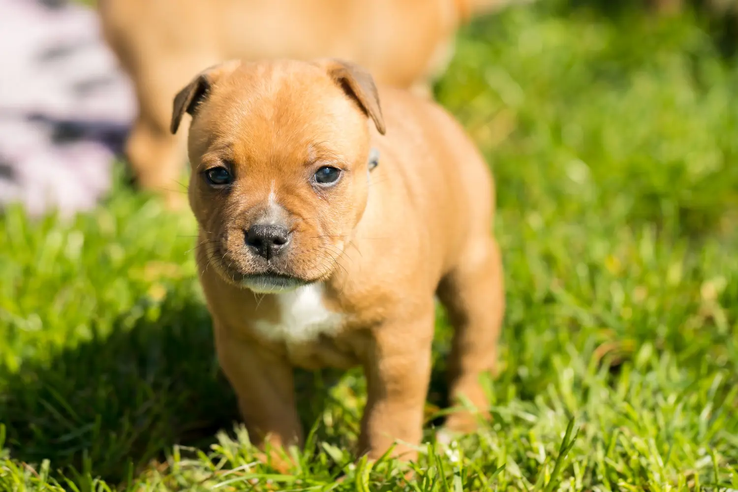 Kupno szczeniaka Staffordshire Bull Terriera oznacza wzięcie na siebie odpowiedzialności! Kup szczenięta Staffordshire Bull Terrier.