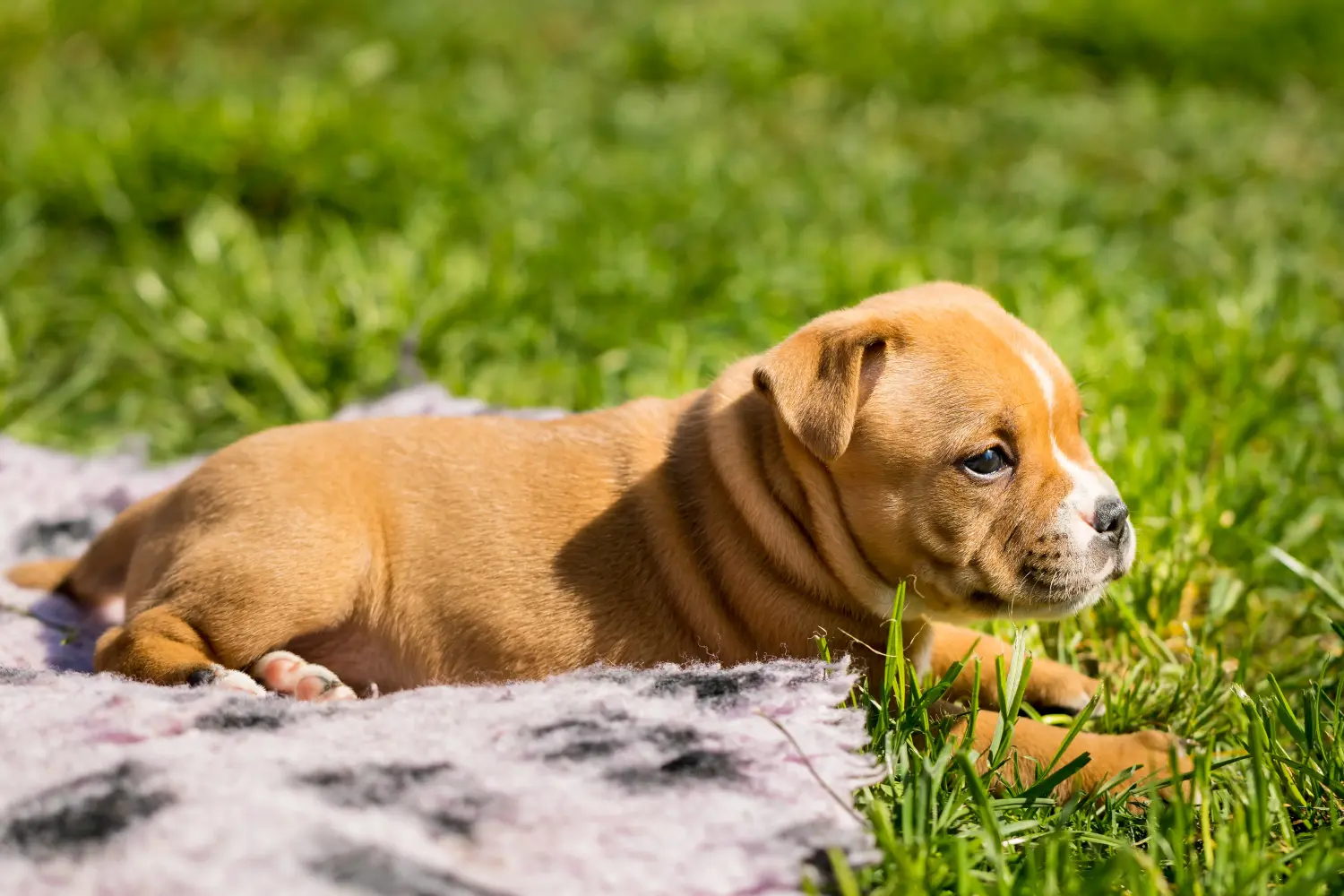 Kupno szczeniaka Staffordshire Bull Terriera oznacza wzięcie na siebie odpowiedzialności! Kup szczenięta Staffordshire Bull Terrier.