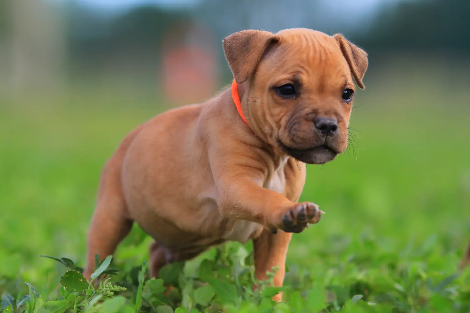 Kupno szczeniaka Staffordshire Bull Terriera oznacza wzięcie na siebie odpowiedzialności! Kup szczenięta Staffordshire Bull Terrier.