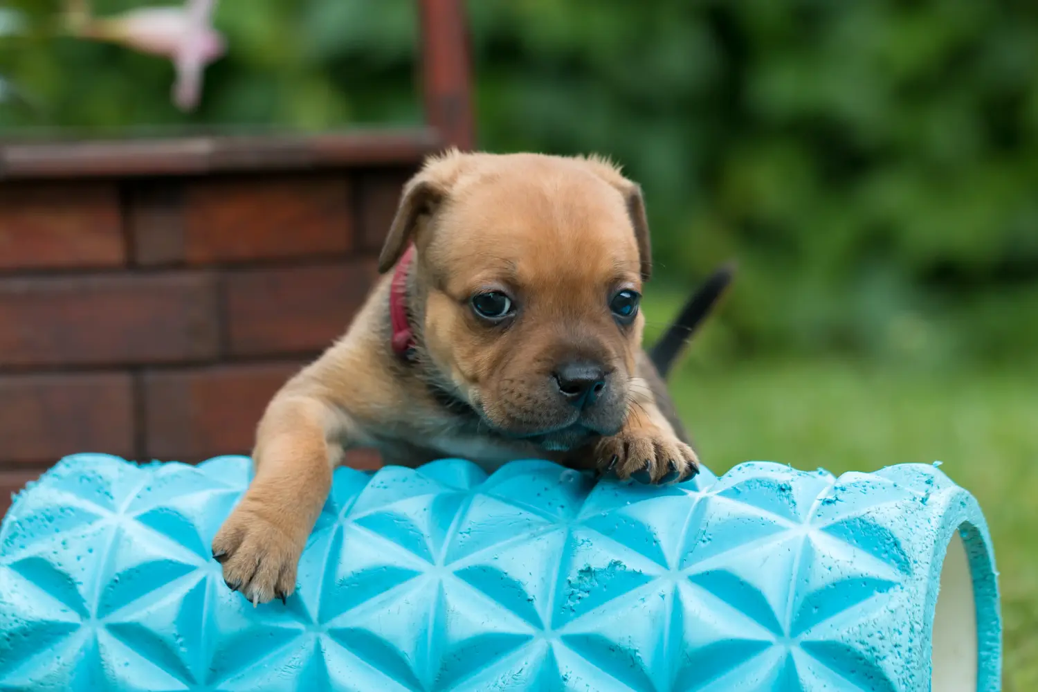 Kupno szczeniaka Staffordshire Bull Terriera oznacza wzięcie na siebie odpowiedzialności! Kup szczenięta Staffordshire Bull Terrier.