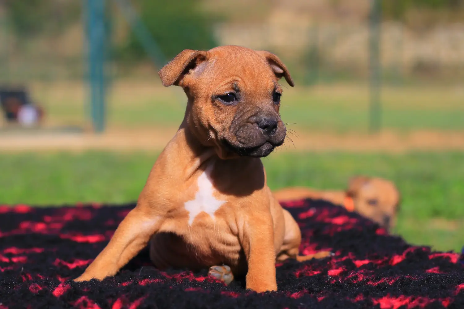 Kupno szczeniaka Staffordshire Bull Terriera oznacza wzięcie na siebie odpowiedzialności! Kup szczenięta Staffordshire Bull Terrier.