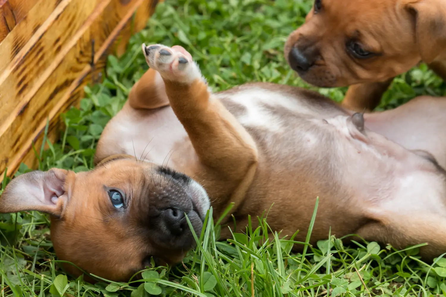 Kupno szczeniaka Staffordshire Bull Terriera oznacza wzięcie na siebie odpowiedzialności! Kup szczenięta Staffordshire Bull Terrier.