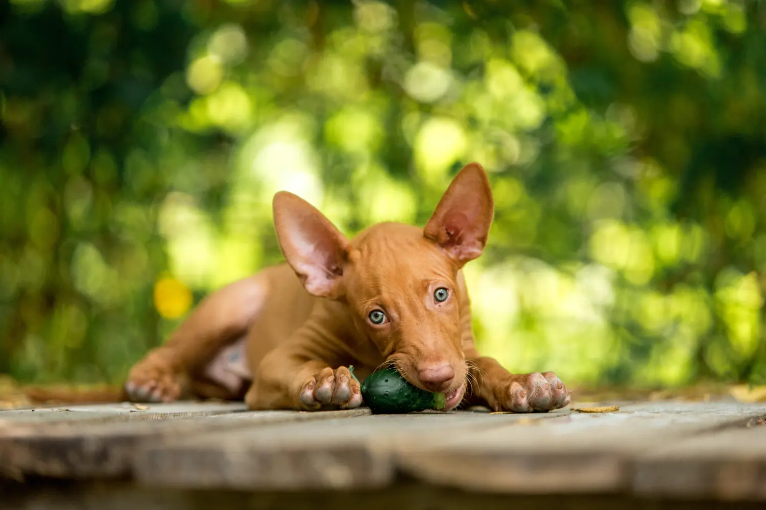 Kupno szczeniaka Pharaoh Hound oznacza wzięcie odpowiedzialności! Kup szczenięta Pharaoh Hound.