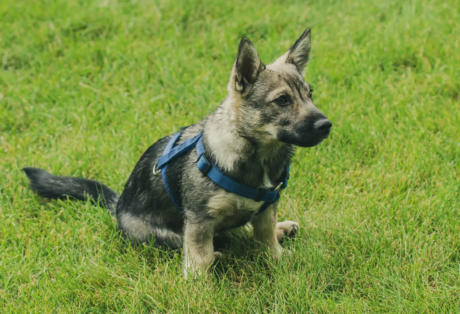 Kupno szczeniaka Västgötaspets oznacza wzięcie na siebie odpowiedzialności! Kup szczenięta Västgötaspets.
