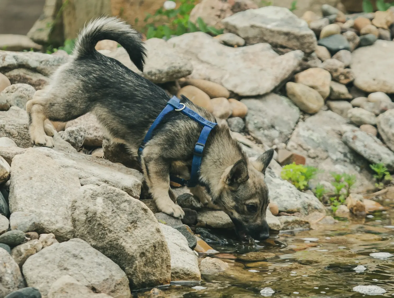 Kupno szczeniaka Västgötaspets oznacza wzięcie na siebie odpowiedzialności! Kup szczenięta Västgötaspets.