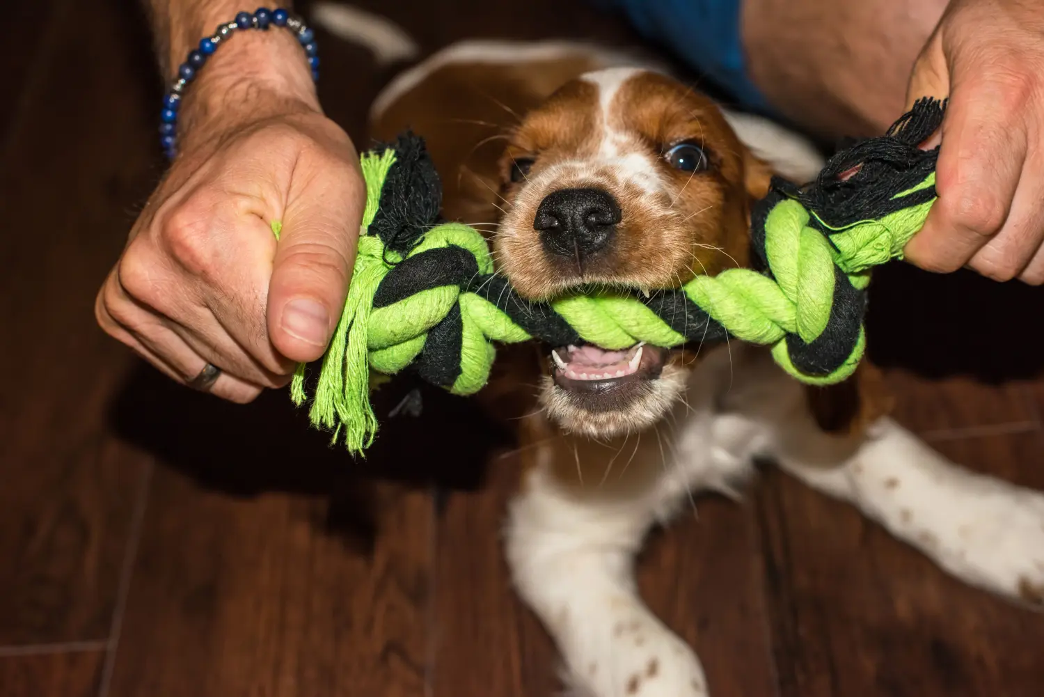 Kupno szczeniaka Springer Spaniela Walijskiego oznacza wzięcie na siebie odpowiedzialności! Kup szczenięta rasy Springer Spaniel Walijski.