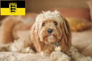 Read more about the article Hodowcy i szczenięta Cavoodle w Badenia-Wirtembergia