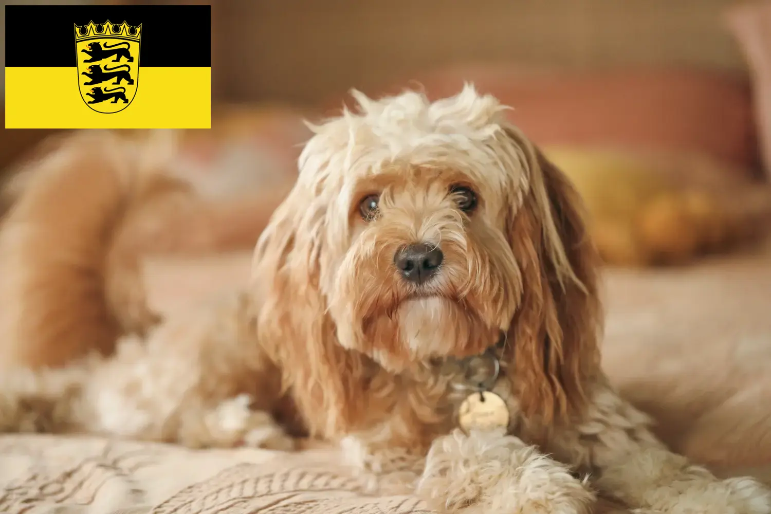 Cavoodle szczenięta i hodowcy Badenia-Wirtembergia Tutaj znajdą Państwo hodowców Cavoodles w Badenia-Wirtembergia.