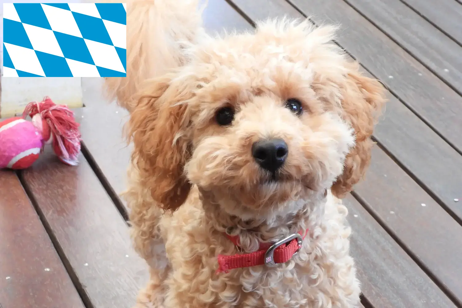 Cavoodle szczenięta i hodowcy Bawaria Tutaj znajdą Państwo hodowców Cavoodles w Bawaria.