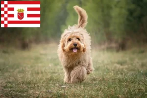 Read more about the article Cavoodle hodowcy i szczenięta w Brema