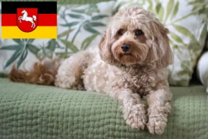Read more about the article Cavoodle hodowcy i szczenięta w Dolna Saksonia