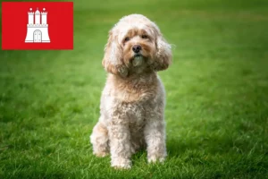 Read more about the article Cavoodle hodowcy i szczenięta w Hamburg