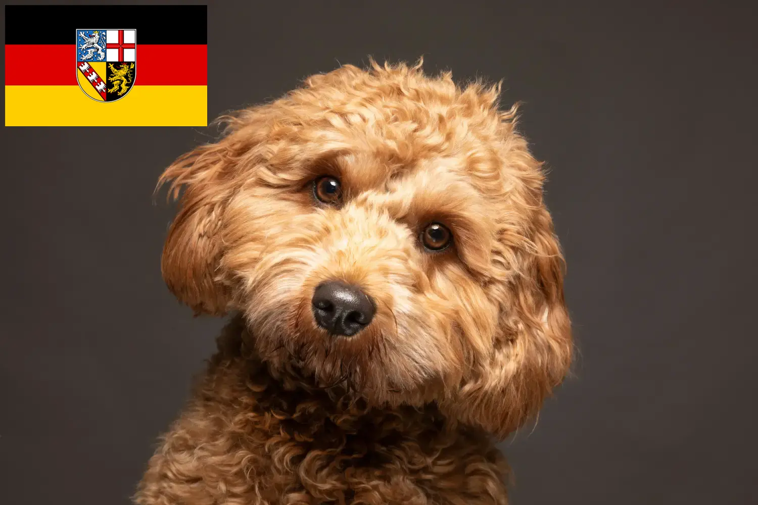 Read more about the article Cavoodle hodowcy i szczenięta w Kraj Saary