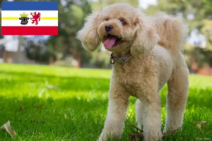 Read more about the article Cavoodle hodowcy i szczenięta w Meklemburgia-Pomorze Przednie