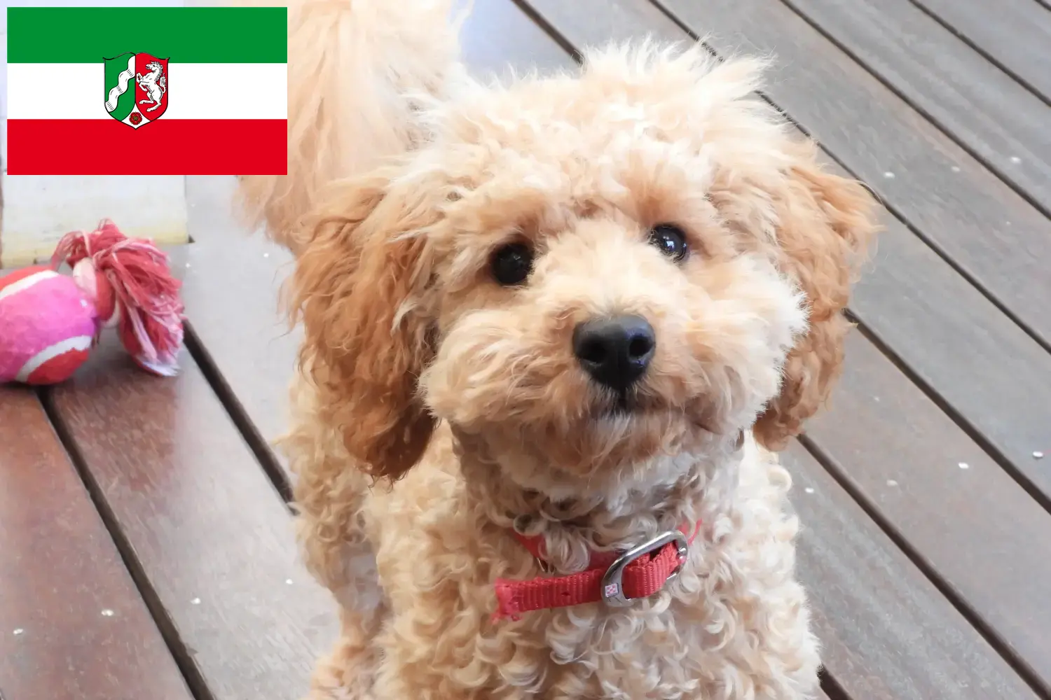 Cavoodle szczenięta i hodowcy Nadrenia Północna-Westfalia Tutaj znajdą Państwo hodowców Cavoodles w Nadrenia Północna-Westfalia.