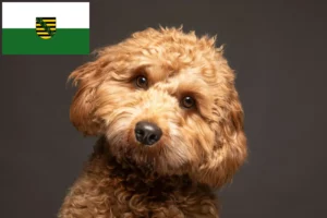 Read more about the article Cavoodle hodowcy i szczenięta w Saksonia