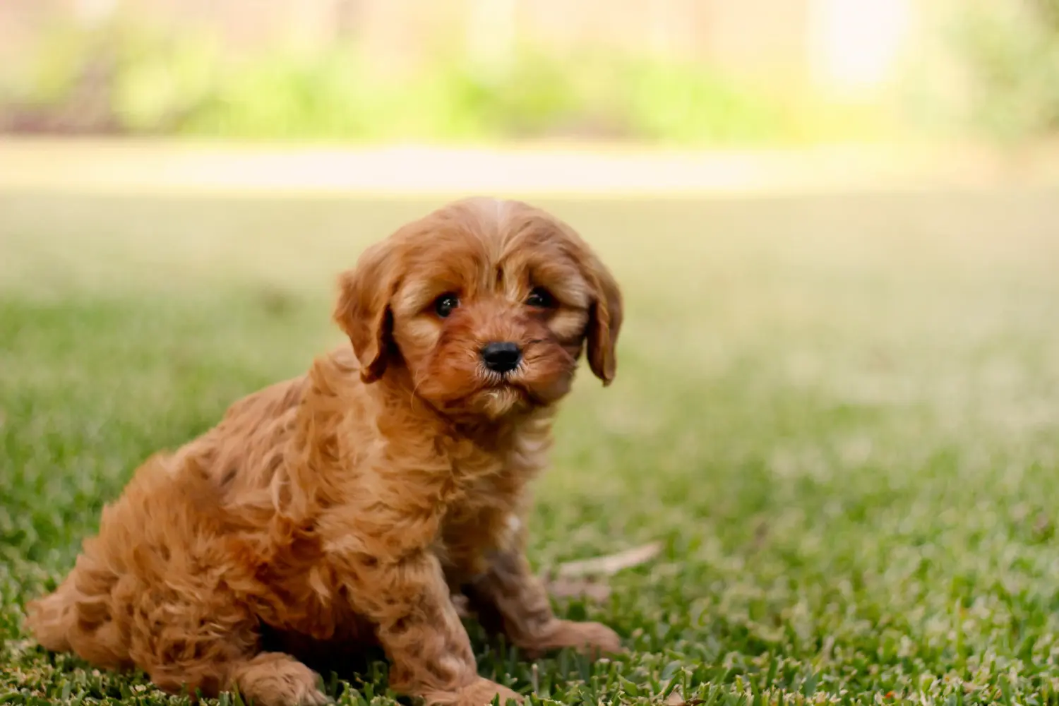 Kupno szczeniaka Cavoodle oznacza wzięcie na siebie odpowiedzialności! Kup szczenięta Cavoodle.