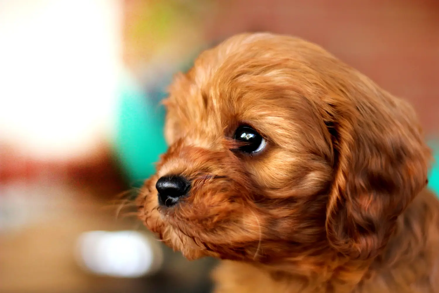 Kupno szczeniaka Cavoodle oznacza wzięcie na siebie odpowiedzialności! Kup szczenięta Cavoodle.