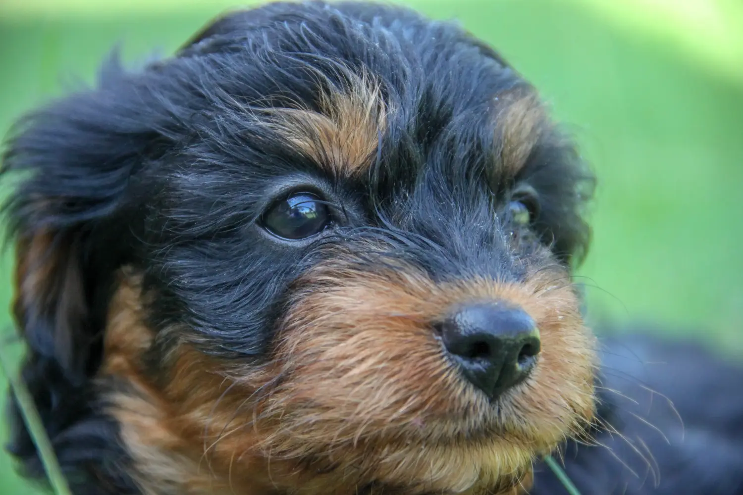 Kupno szczeniaka Cavoodle oznacza wzięcie na siebie odpowiedzialności! Kup szczenięta Cavoodle.