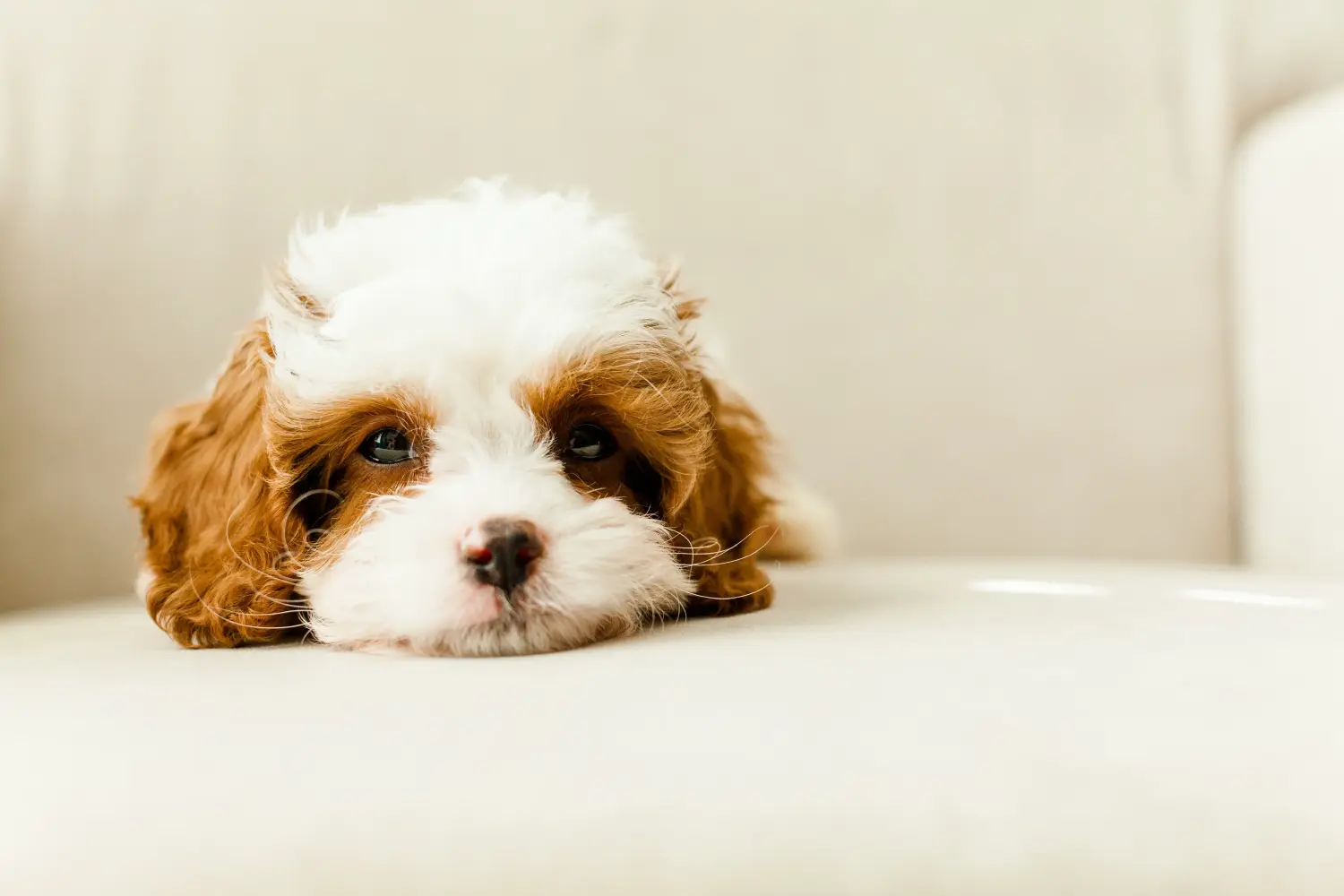 Kupno szczeniaka Cavoodle oznacza wzięcie na siebie odpowiedzialności! Kup szczenięta Cavoodle.