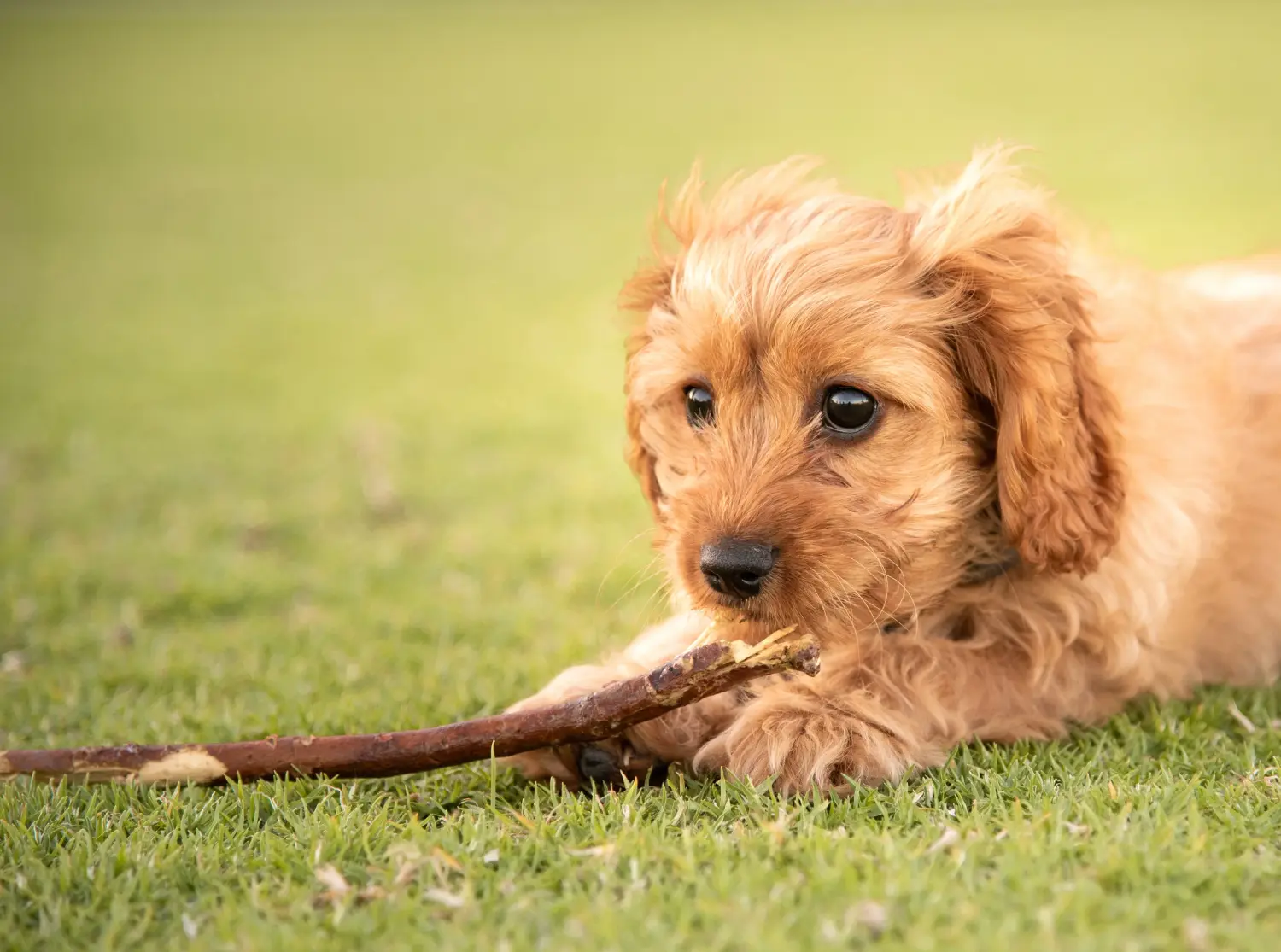 Kupno szczeniaka Cavoodle oznacza wzięcie na siebie odpowiedzialności! Kup szczenięta Cavoodle.