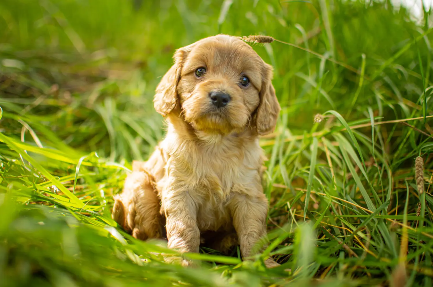 Kupno szczeniaka Cavoodle oznacza wzięcie na siebie odpowiedzialności! Kup szczenięta Cavoodle.