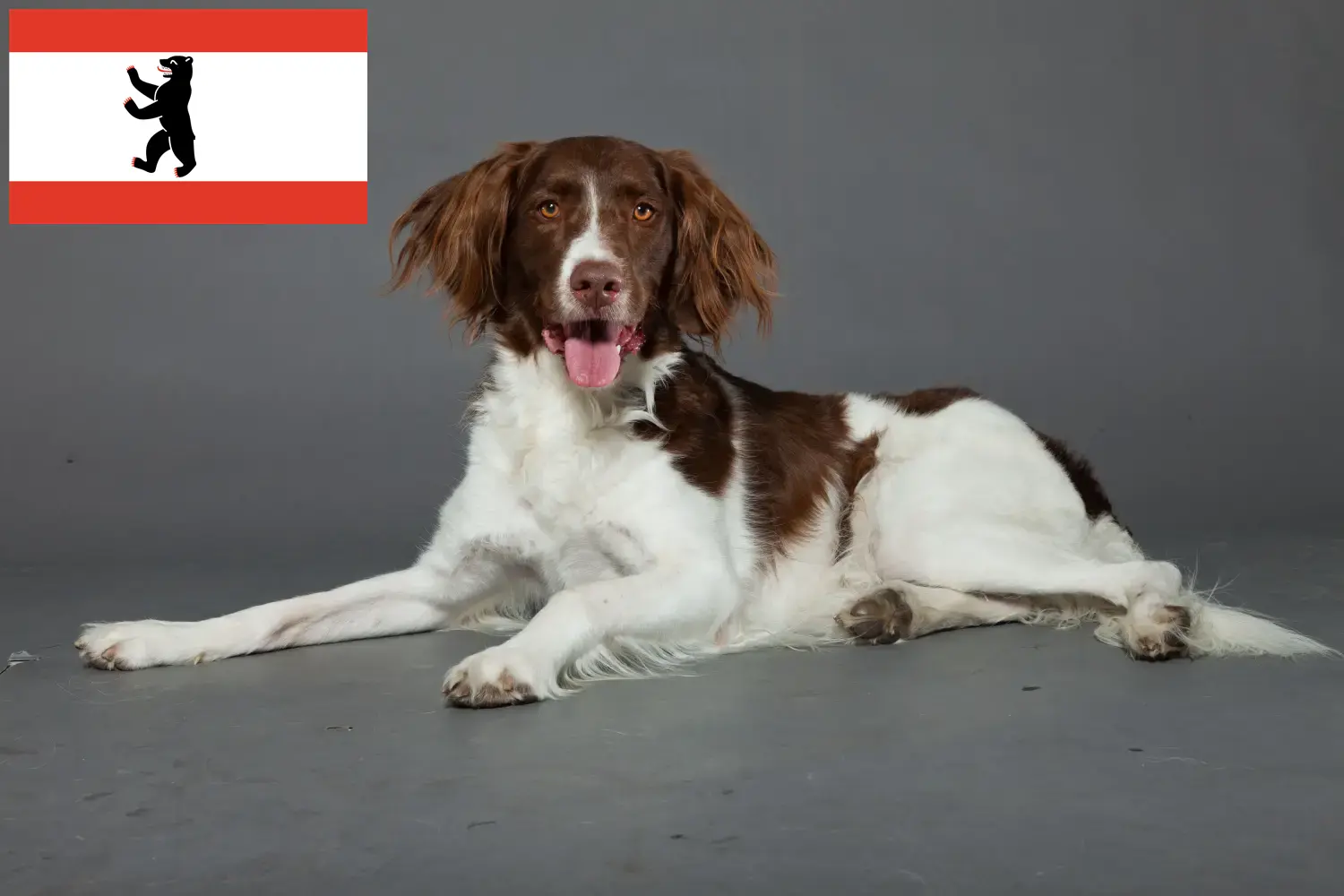 Drentse Patrijshond szczenięta i hodowcy Berlin Tutaj znajdziesz hodowców Drentse Patrijshonds w Berlin.