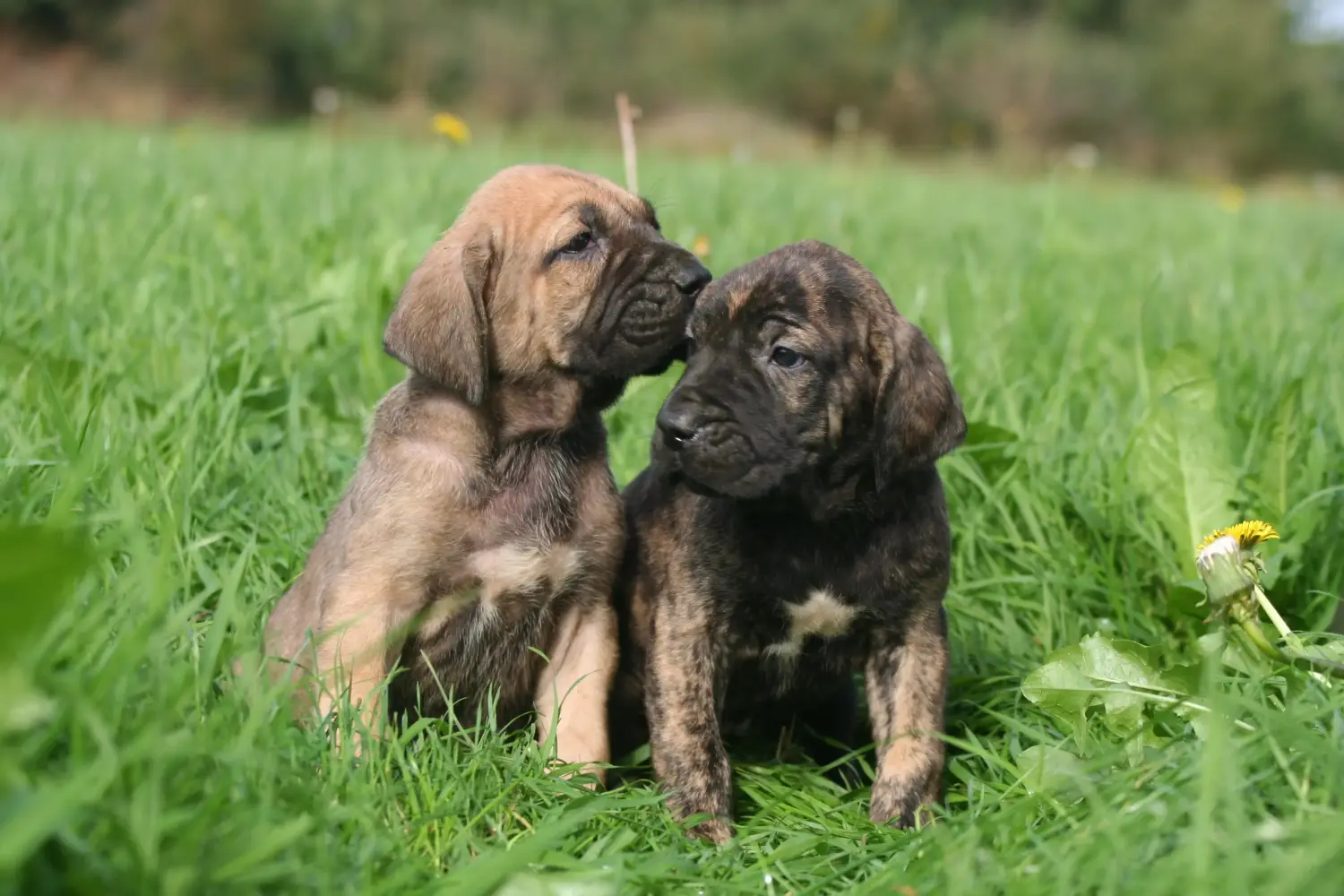Kupno szczeniaka Fila Brasileiro oznacza wzięcie na siebie odpowiedzialności! Kup szczenięta Fila Brasileiro.