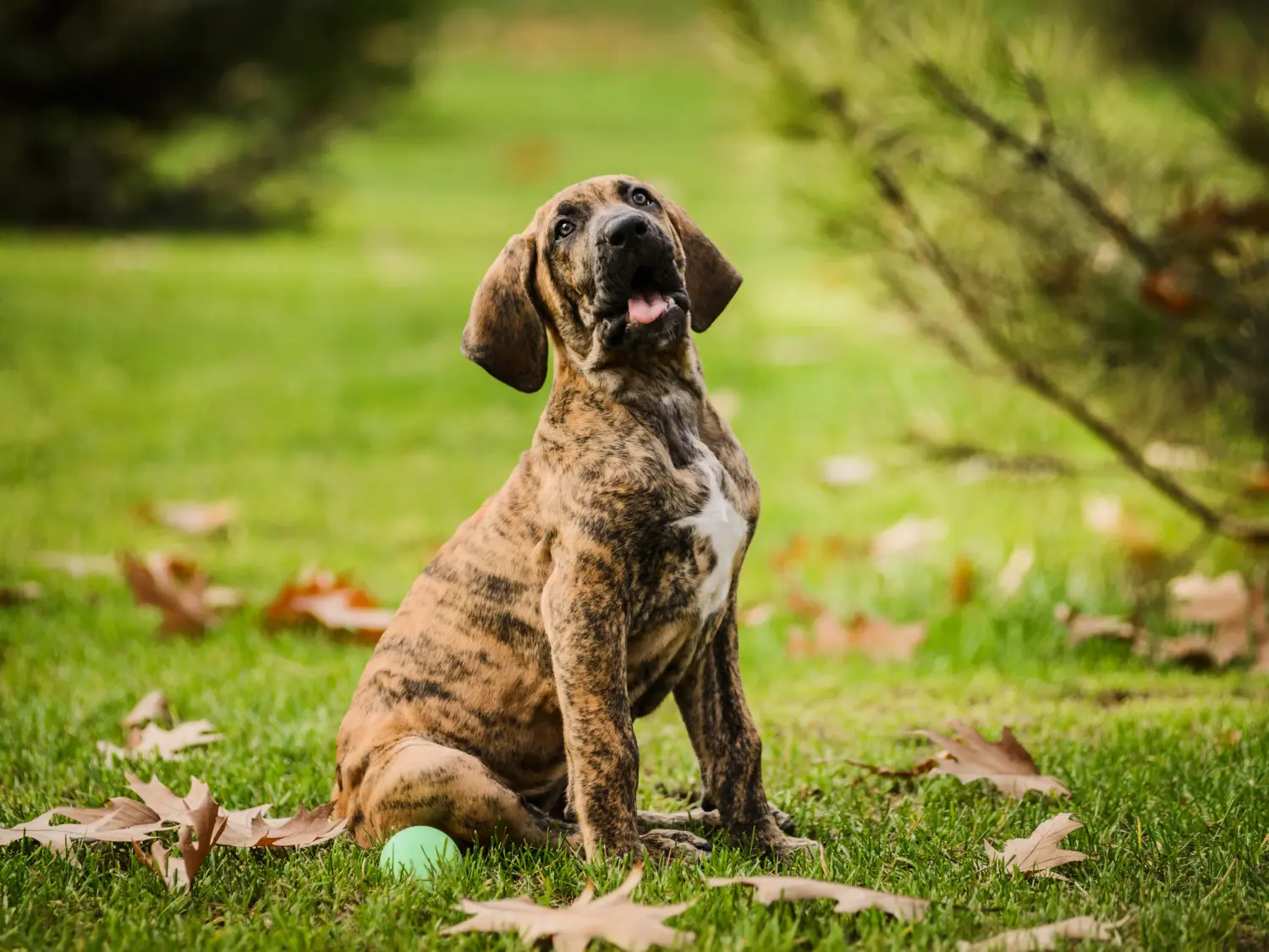 Kupno szczeniaka Fila Brasileiro oznacza wzięcie na siebie odpowiedzialności! Kup szczenięta Fila Brasileiro.