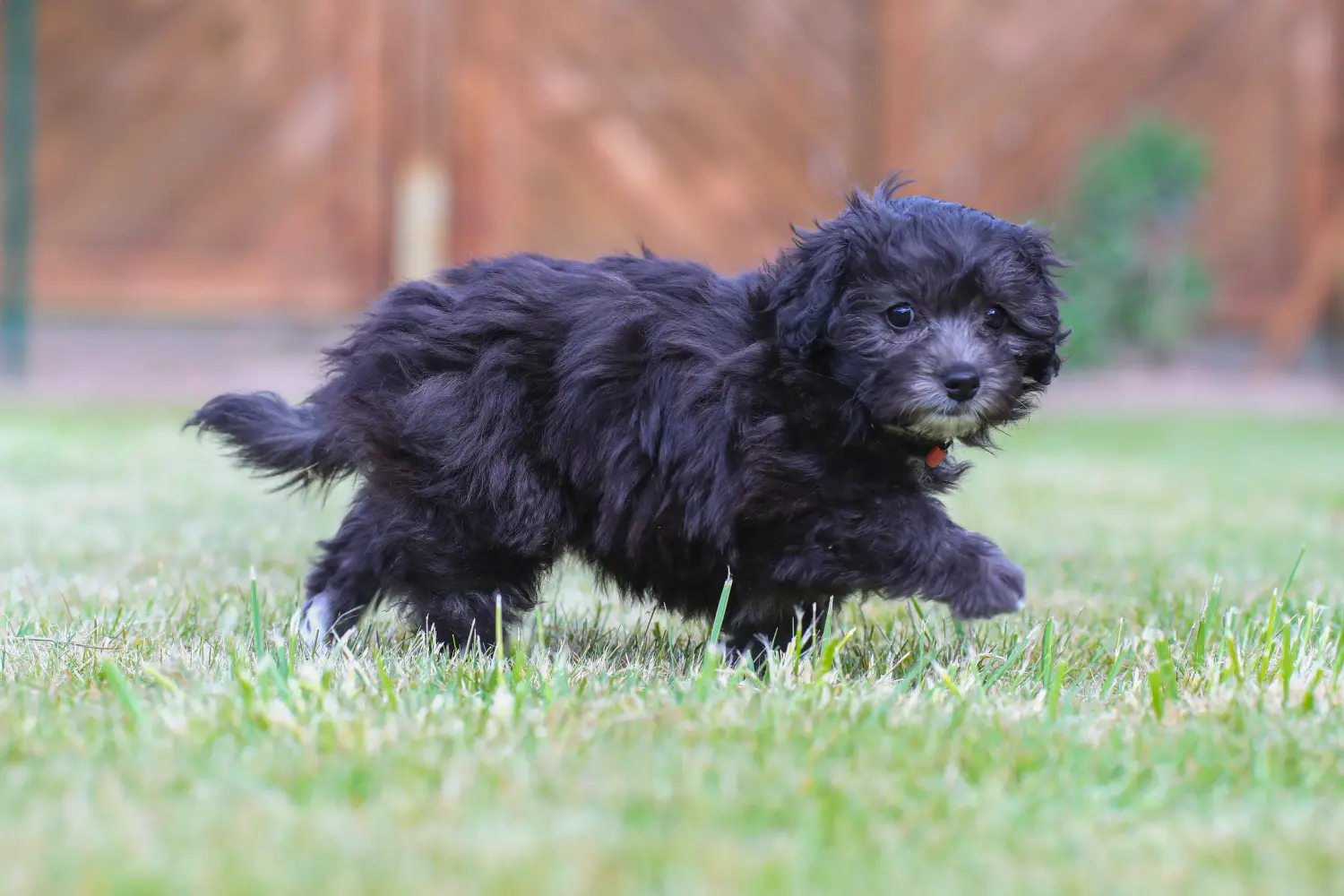 Kupno szczeniaka maltipoo oznacza wzięcie na siebie odpowiedzialności! Kup szczenięta Maltipoo.