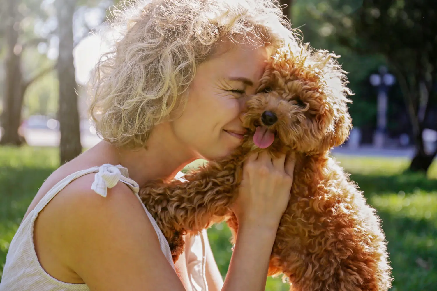 Kupno szczeniaka maltipoo oznacza wzięcie na siebie odpowiedzialności! Kup szczenięta Maltipoo.