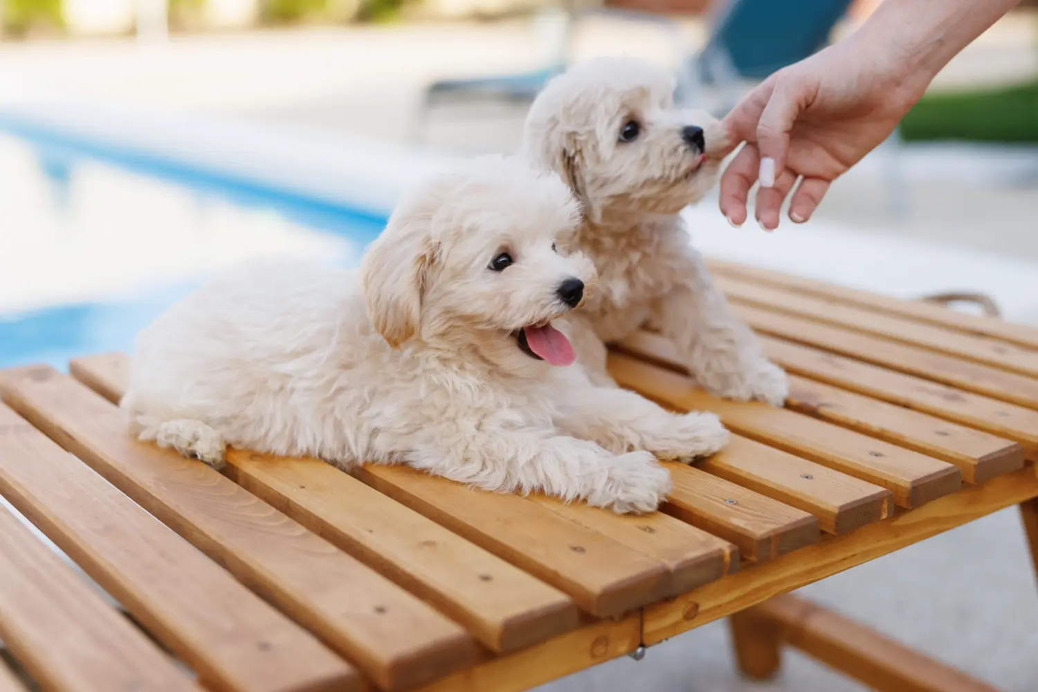 Kupno szczeniaka maltipoo oznacza wzięcie na siebie odpowiedzialności! Kup szczenięta Maltipoo.