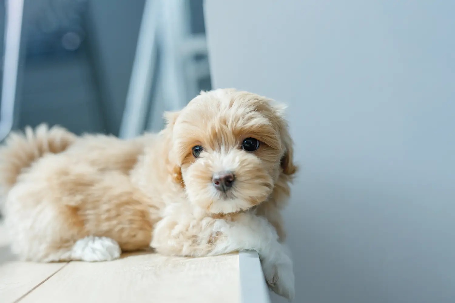 Kupno szczeniaka maltipoo oznacza wzięcie na siebie odpowiedzialności! Kup szczenięta Maltipoo.