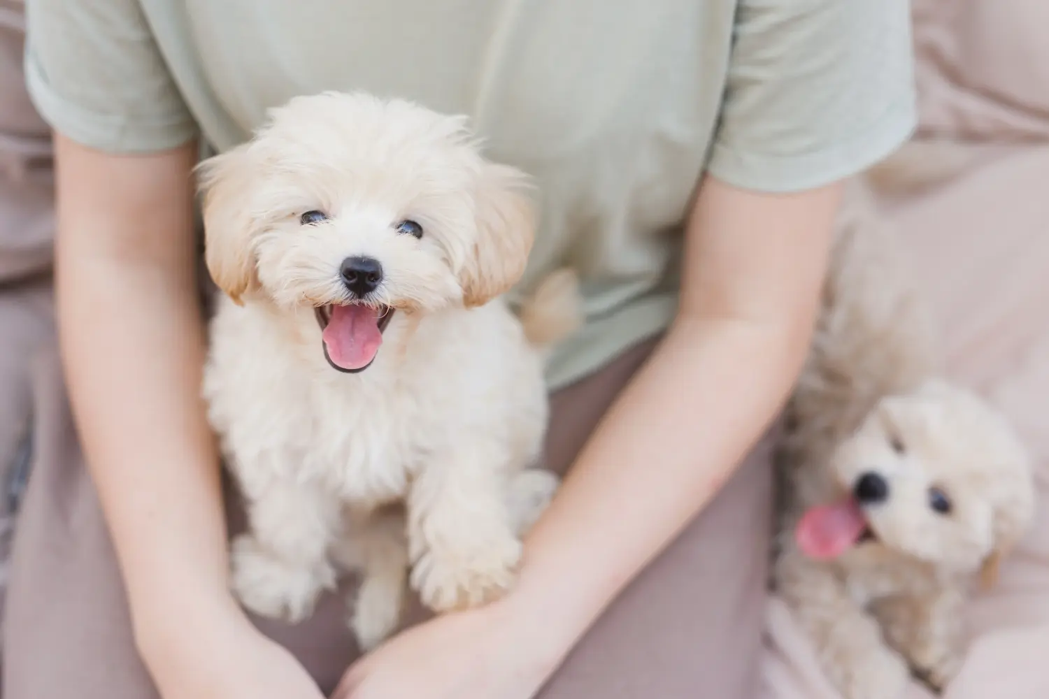 Kupno szczeniaka maltipoo oznacza wzięcie na siebie odpowiedzialności! Kup szczenięta Maltipoo.