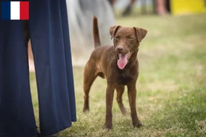 Read more about the article Hodowcy i szczenięta Patterdale terrier w Francja