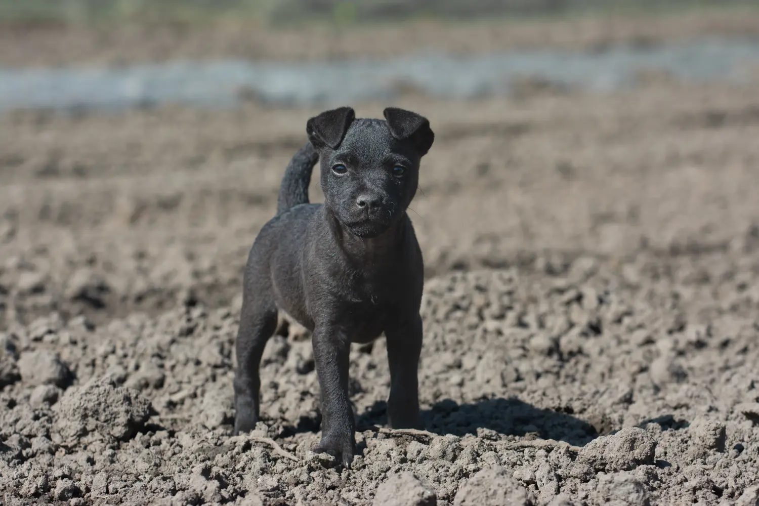 Kupno szczeniaka teriera Patterdale oznacza wzięcie na siebie odpowiedzialności! Kup szczenięta teriera Patterdale.