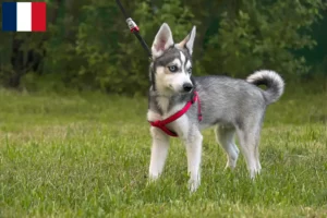 Read more about the article Alaskan Klee Kai hodowcy i szczenięta w Francja