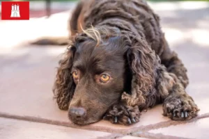 Read more about the article Amerykański spaniel wodny – hodowcy i szczenięta w Hamburg