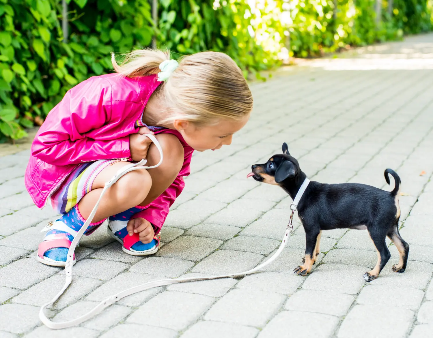 Zakup szczeniaka rasy English Toy Terrier oznacza wzięcie na siebie odpowiedzialności! Kup szczenięta rasy English Toy Terrier.