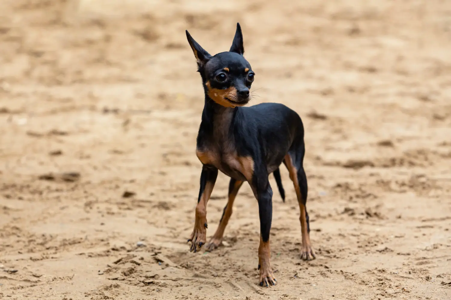 Zakup szczeniaka rasy English Toy Terrier oznacza wzięcie na siebie odpowiedzialności! Kup szczenięta rasy English Toy Terrier.