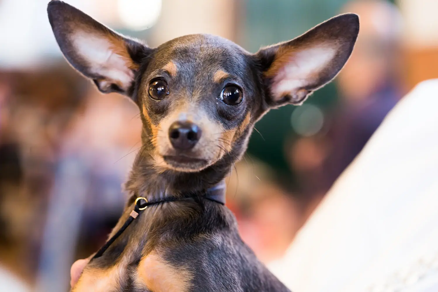 Zakup szczeniaka rasy English Toy Terrier oznacza wzięcie na siebie odpowiedzialności! Kup szczenięta rasy English Toy Terrier.