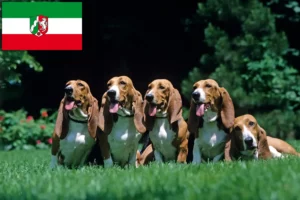 Read more about the article Basset Artésien Normand hodowcy i szczenięta w Nadrenia Północna-Westfalia