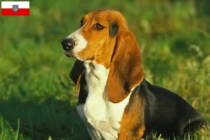 Read more about the article Basset Artésien Normand hodowcy i szczenięta w Turyngia