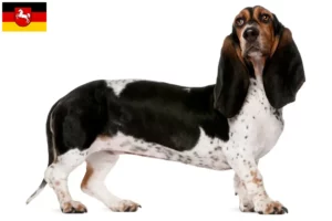 Read more about the article Basset Artésien Normand hodowcy i szczenięta w Dolna Saksonia