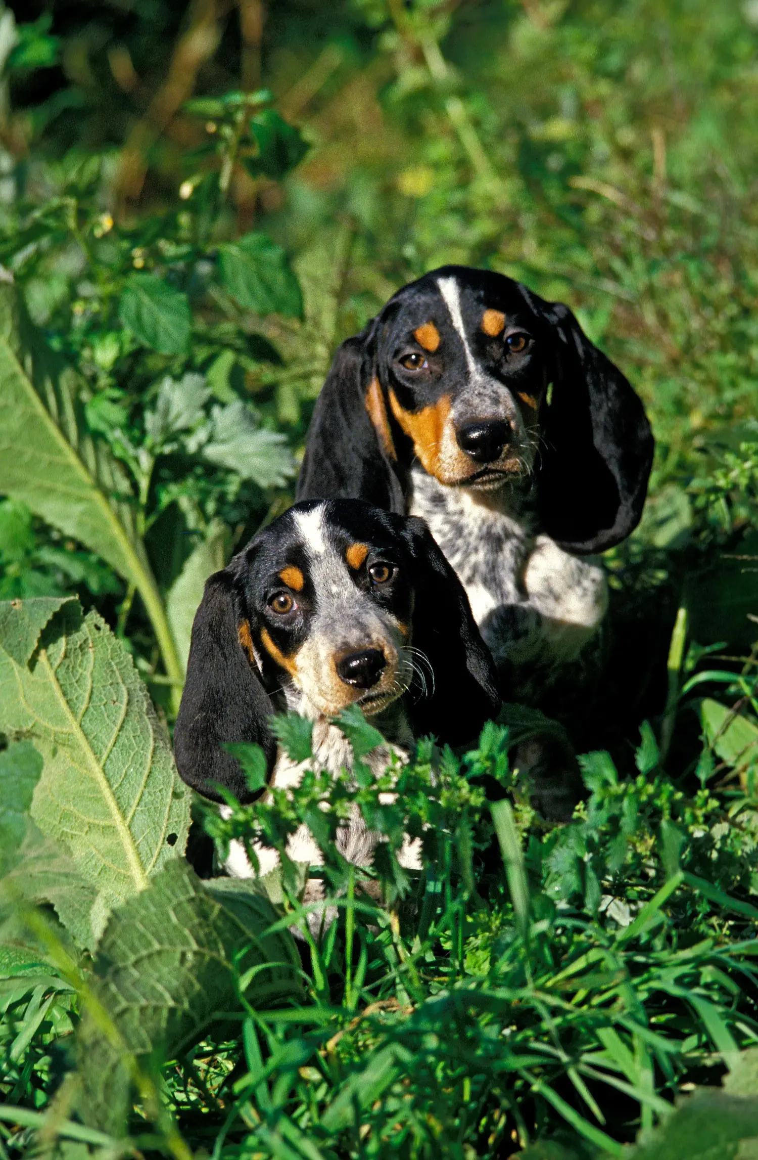 Zakup szczeniaka Basset bleu de Gascogne oznacza wzięcie na siebie odpowiedzialności! Kup szczenięta Basset bleu de Gascogne.