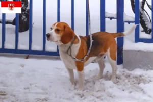 Read more about the article Hodowcy i szczenięta Beagle harrier w Brandenburgia