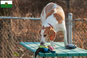 Read more about the article Hodowcy i szczenięta Beagle harrier w Saksonia