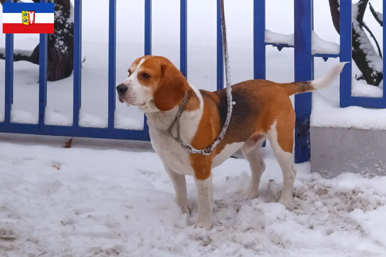 Read more about the article Hodowcy i szczenięta Beagle harrier w Szlezwik-Holsztyn