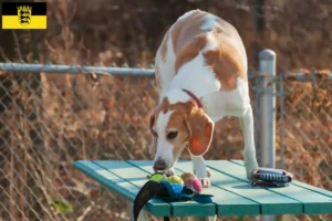 Read more about the article Hodowcy i szczenięta Beagle harrier w Badenia-Wirtembergia