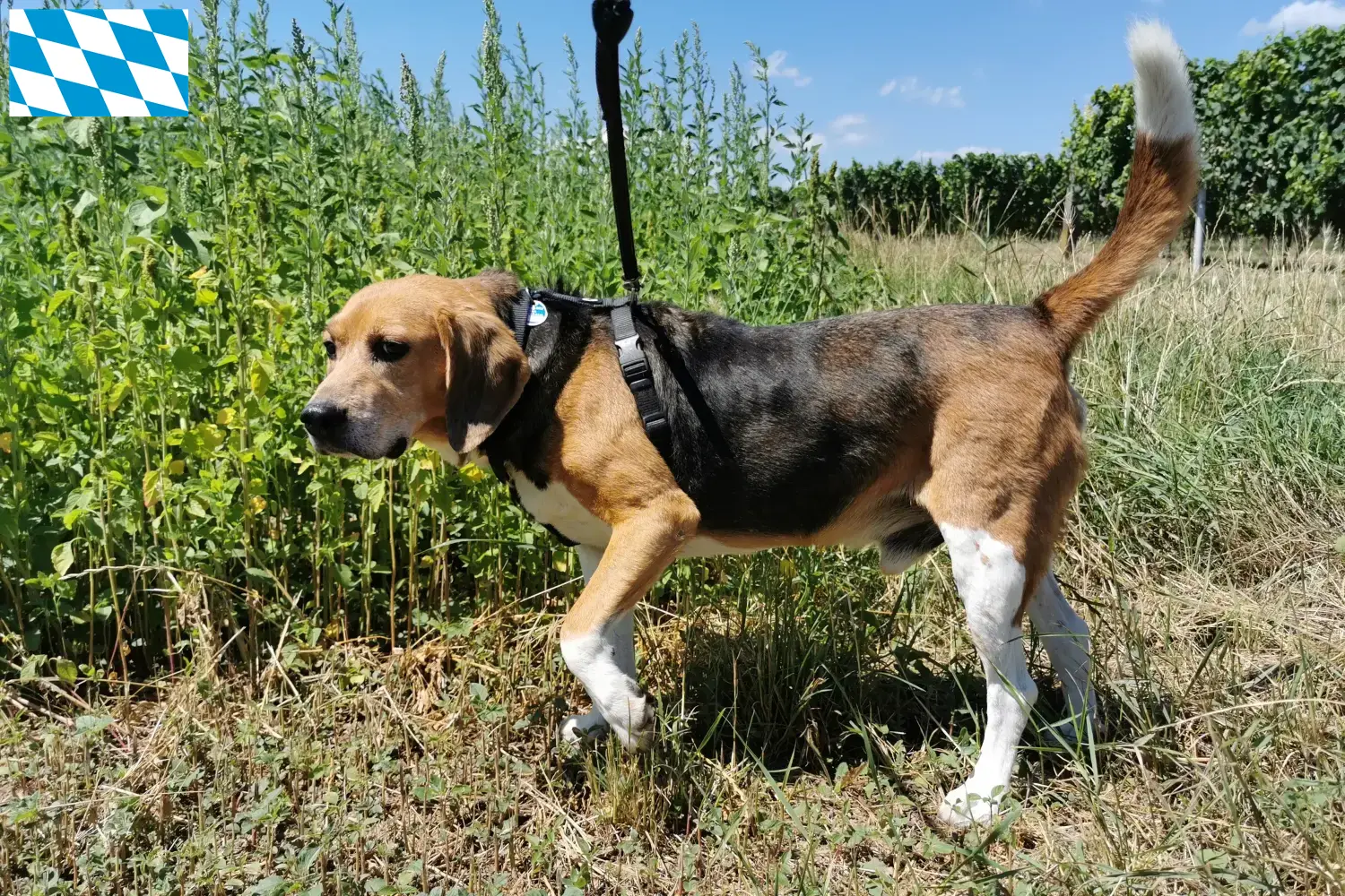 Read more about the article Hodowcy i szczenięta Beagle harrier w Bawaria